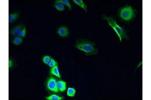 Immunofluorescent analysis of MCF-7 cells using ABIN7149138 at dilution of 1:100 and Alexa Fluor 488-congugated AffiniPure Goat Anti-Rabbit IgG(H+L) (COX11 抗体  (AA 115-276))