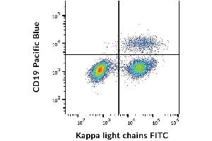 Surface staining of kappa light chains in human peripheral blood cells with anti-kappa light chains (TB28-2) FITC. (kappa Light Chain 抗体  (FITC))