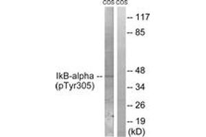 Western blot analysis of extracts from COS7 cells treated with nocodazole 1ug/ml 16h, using IkappaB-alpha (Phospho-Tyr305) Antibody. (NFKBIA 抗体  (pTyr305))