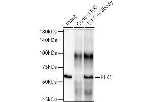 Immunoprecipitation analysis of 300 μg extracts of HeLa cells using 3 μg ELK1 antibody (ABIN7266917). (ELK1 抗体)