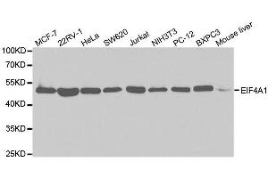 Western blot analysis of extracts of various cell lines, using EIF4A1 antibody. (EIF4A1 抗体  (AA 1-406))
