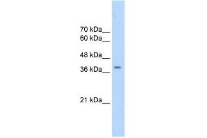 WB Suggested Anti-CDK9 Antibody   Titration: 2. (CDK9 抗体  (N-Term))
