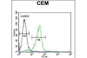 C11orf74 Antibody (C-term) (ABIN654535 and ABIN2844253) flow cytometric analysis of CEM cells (right histogram) compared to a negative control cell (left histogram). (C11ORF74 抗体  (C-Term))