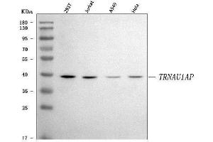 anti-tRNA Selenocysteine 1 Associated Protein 1 (TRNAU1AP) (AA 21-282) antibody
