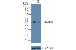 Knockout Varification: Lane 1: Wild-type Jurkat cell lysate, Lane 2: ICOSLG knockout Jurkat cell lysate, Predicted MW: 33kd Observed MW: 27kd Primary Ab: 2 μg/mL Rabbit Anti-Human ICOSLG Antibody Second Ab: 0. (ICOSLG 抗体  (AA 23-249))