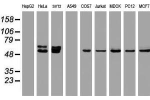 Image no. 3 for anti-Oxidative-Stress Responsive 1 (OXSR1) antibody (ABIN1499946) (OXSR1 抗体)