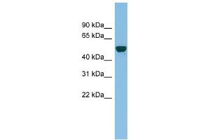 GDAP2 antibody used at 0. (GDAP2 抗体  (N-Term))