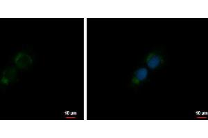ICC/IF Image IGF1 antibody detects IGF1 protein at Golgi apparatus membrane by immunofluorescent analysis. (IGF1 抗体)