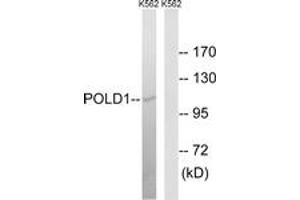 Western blot analysis of extracts from K562 cells, using POLD1 Antibody. (POLD1 抗体  (AA 1051-1100))