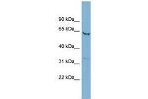 Image no. 1 for anti-Solute Carrier Family 25 (Mitochondrial Oxodicarboxylate Carrier), Member 21 (Slc25a21) (AA 215-264) antibody (ABIN6741722)