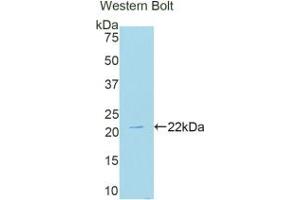 Detection of Recombinant NOX4, Human using Polyclonal Antibody to NADPH Oxidase 4 (NOX4) (NADPH Oxidase 4 抗体  (AA 220-392))