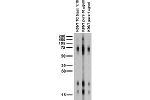 Adult rat brain membrane immunoblot. (Olfactomedin 1 抗体  (pan))