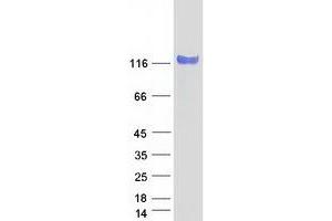 Western Blotting (WB) image for NEL-Like 2 (Chicken) (NELL2) (Transcript Variant 5) protein (Myc-DYKDDDDK Tag) (ABIN2727093)