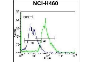 MGAT5 Antibody (C-term) (ABIN657736 and ABIN2846721) flow cytometric analysis of NCI- cells (right histogram) compared to a negative control cell (left histogram). (MGAT5 抗体  (C-Term))