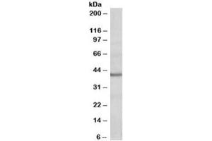 Western blot testing of human heart lysate with POU4F3 antibody at 0. (POU4F3 抗体)