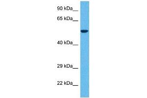 Western Blotting (WB) image for anti-GABA A Receptor delta (GABRD) (N-Term) antibody (ABIN2792262)