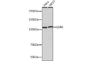 Western blot analysis of extracts of various cell lines, using LGR6 Rabbit mAb (ABIN7268235) at 1:1000 dilution. (LGR6 抗体)