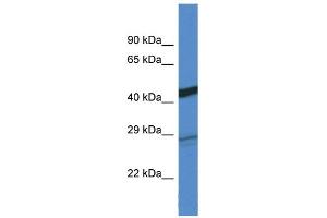 WB Suggested Anti-Dgat2 Antibody Titration: 1. (DGAT2 抗体  (C-Term))