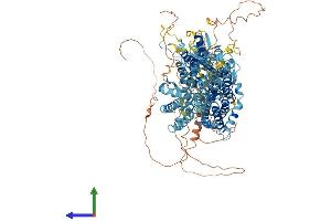 Protein Structure (PS) image for Solute Carrier Family 4, Sodium Bicarbonate Cotransporter, Member 4 (SLC4A4) (AA 1-1079) protein (His tag) (ABIN7562594)