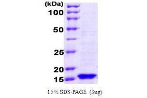 Figure annotation denotes ug of protein loaded and % gel used. (FURIN Protein (AA 1-148))