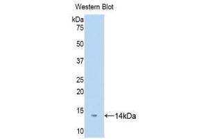 Western Blotting (WB) image for anti-D-Dopachrome Tautomerase (DDT) (AA 2-118) antibody (Biotin) (ABIN1176184) (DDT 抗体  (AA 2-118) (Biotin))