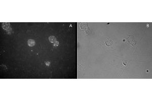 Image no. 1 for anti-Forkhead Box P3 (FOXP3) (C-Term) antibody (ABIN374156) (FOXP3 抗体  (C-Term))