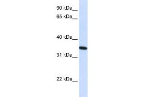 WB Suggested Anti-RTN1 Antibody Titration:  0. (Reticulon 1 抗体  (N-Term))