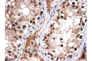 ABIN185038 (2µg/ml) staining of paraffin embedded Human Testis. (FOXI1 抗体  (C-Term))