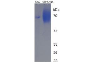Image no. 2 for Chemokine (C-X-C Motif) Ligand 1 (Melanoma Growth Stimulating Activity, Alpha) (CXCL1) (AA 55-70) peptide (BSA) (ABIN5665990) (Chemokine (C-X-C Motif) Ligand 1 (Melanoma Growth Stimulating Activity, Alpha) (CXCL1) (AA 55-70) peptide (BSA))