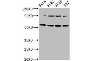 Western Blot Positive WB detected in: Hela whole cell lysate, K562 whole cell lysate, A549 whole cell lysate, U87 whole cell lysate All lanes: TOX antibody at 5. (TOX 抗体  (AA 141-288))