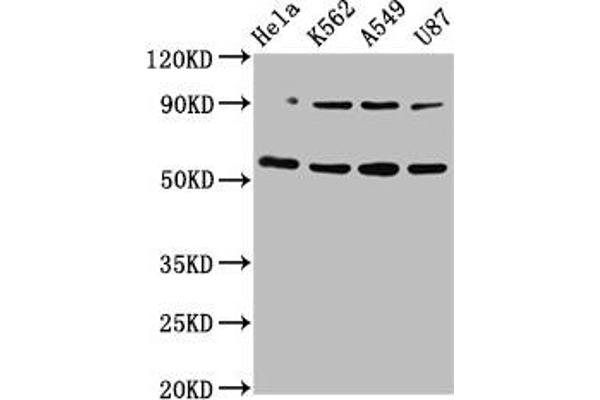 TOX 抗体  (AA 141-288)