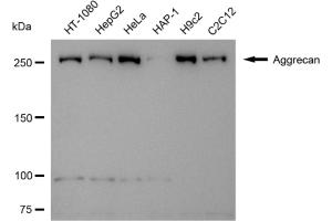 Western blotting analysis using Aggrecan antibody (ABIN7797541).