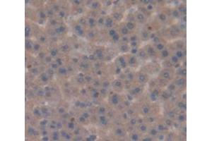 IHC-P analysis of Rat Tissue, with DAB staining. (PPARG 抗体  (AA 311-493))