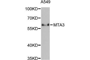 Western blot analysis of extracts of A-549 cells, using MTA3 antibody (ABIN5971296) at 1/1000 dilution. (MTA3 抗体)