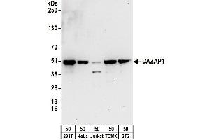 Western Blotting (WB) image for anti-DAZ Associated Protein 1 (DAZAP1) (AA 50-100) antibody (ABIN7449709)