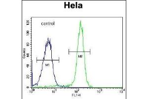 FA Antibody (Center) (ABIN653672 and ABIN2843004) flow cytometric analysis of Hela cells (right histogram) compared to a negative control cell (left histogram). (STRIP1 抗体  (AA 352-381))