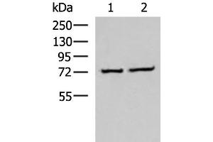 Western blot analysis of K562 and Jurkat cell lysates using CSTF3 Polyclonal Antibody at dilution of 1:650 (CSTF3 抗体)