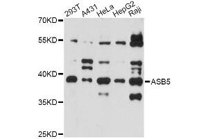 Western blot analysis of extracts of various cell lines, using ASB5 antibody (ABIN6294089) at 1:3000 dilution. (ASB5 抗体)