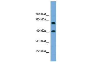 TERF2IP antibody used at 1 ug/ml to detect target protein. (RAP1 抗体  (Middle Region))