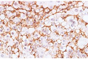 Immunohistochemistry of paraffin-embedded Rat liver using BSG Polyclonal Antibody at dilution of 1:200 (CD147 抗体)
