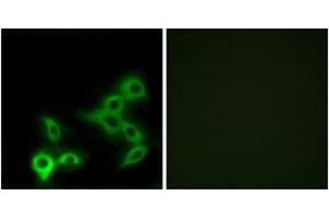 Immunofluorescence (IF) image for anti-G Protein-Coupled Bile Acid Receptor 1 (GPBAR1) (AA 11-60) antibody (ABIN2890861) (GPBAR1 抗体  (AA 11-60))