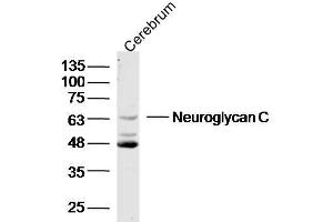 Mouse cerebrum lysates probed with Neuroglycan C Polyclonal Antibody, unconjugated  at 1:300 overnight at 4°C followed by a conjugated secondary antibody at 1:10000 for 90 minutes at 37°C. (CSPG5 抗体  (AA 351-450))