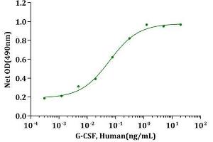 G-CSF, Human stimulates cell proliferation of M-NFS-60 cells. (G-CSF 蛋白)