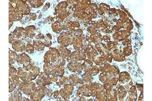 Formalin-fixed, paraffin-embedded human pancreas stained with Cytochrome C antibody (7H8. (Cytochrome C 抗体  (AA 1-80))