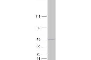 Western Blotting (WB) image for Nucleoporin 37kDa (NUP37) protein (Myc-DYKDDDDK Tag) (ABIN2727811)