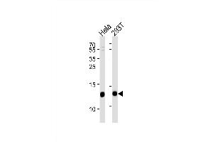 VP8 Antibody (N-term) (ABIN1881988 and ABIN2838440) western blot analysis in Hela,293T cell line lysates (35 μg/lane). (VAMP8 抗体  (N-Term))