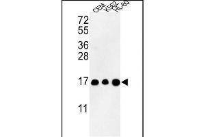 Western blot analysis of HIST3H3 Antibody (N-term) (ABIN652866 and ABIN2842563) in CEM, K562, HL-60 cell line lysates (35 μg/lane). (Histone 3 抗体  (N-Term))
