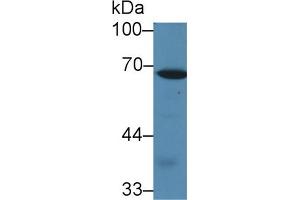 Western Blot; Sample: Mouse Spleen lysate; Primary Ab: 1µg/ml Rabbit Anti-Rat CALD Antibody Second Ab: 0.