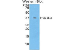 Western Blotting (WB) image for anti-Defensin beta 2 (BD-2) (AA 23-63) antibody (ABIN1858624) (beta 2 Defensin 抗体  (AA 23-63))