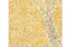 Immunohistochemistry of paraffin-embedded human liver tissue using ABIN7167096 at dilution of 1:100 (RANBP1 抗体  (AA 52-111))